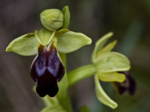 Orquídea abejera