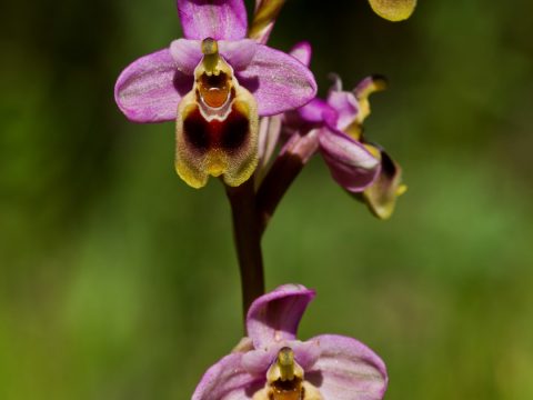 Orquídea avispa