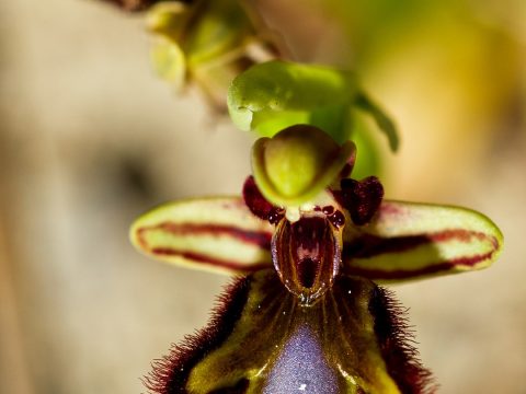 Orquídea Espejo
